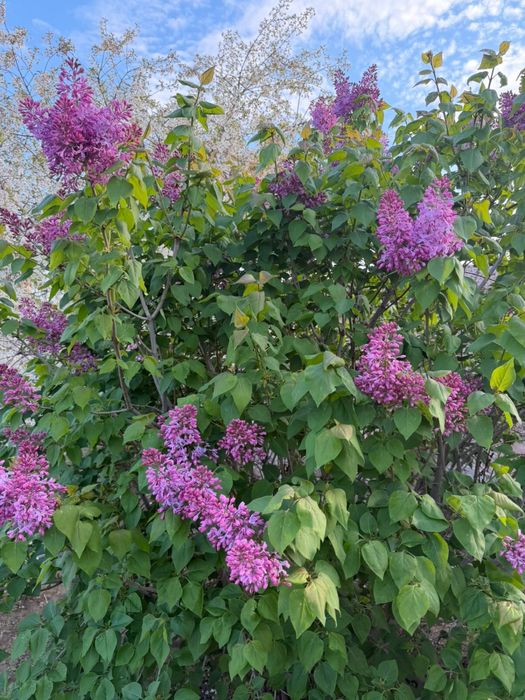 Продаю сирени) Пишите по ватсап либо в сам олх.ТОРГ ЕСТЬ