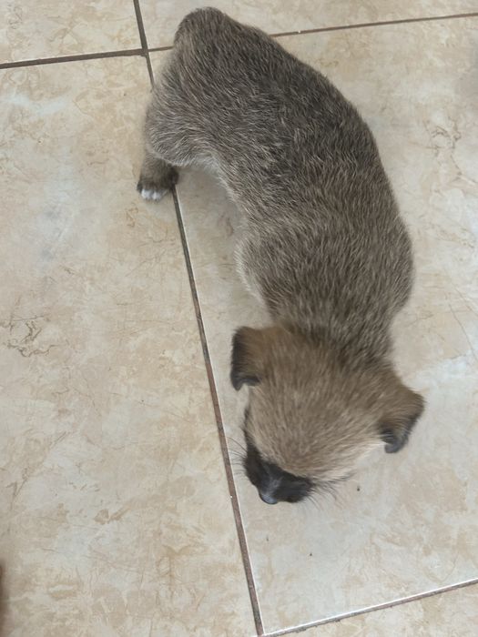 Catel o luna gratis