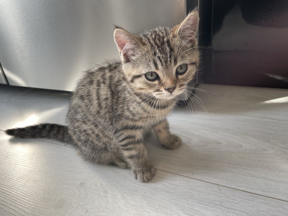 Породисто коте на 2 месеца