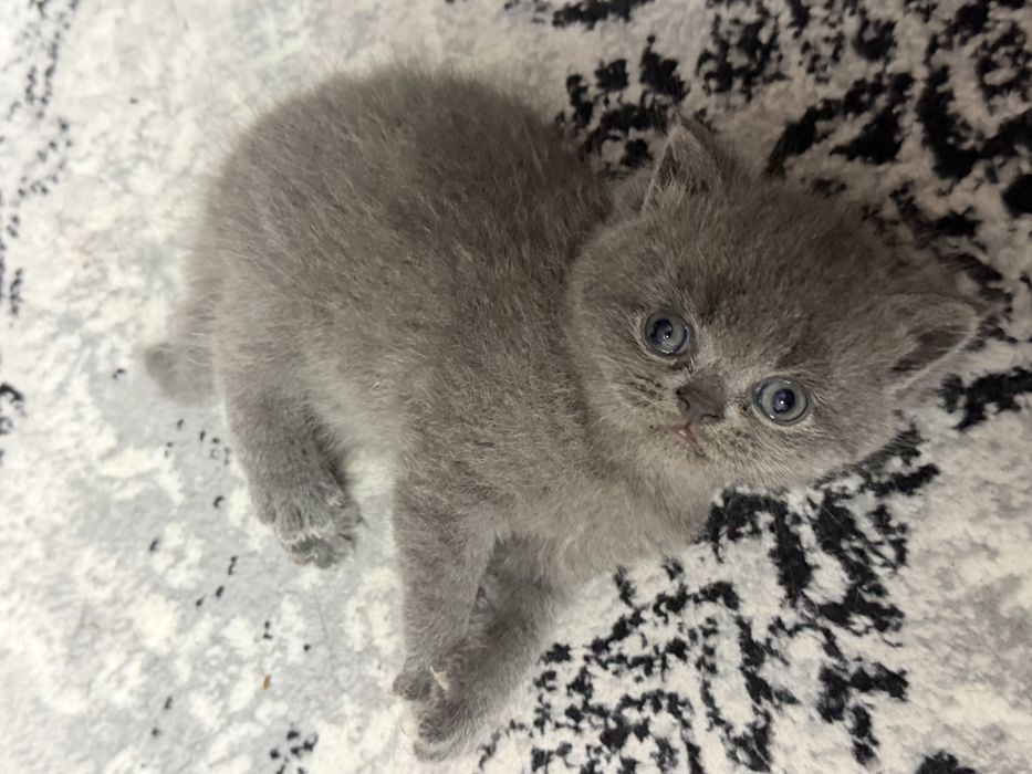 Котенок девочка Страйт