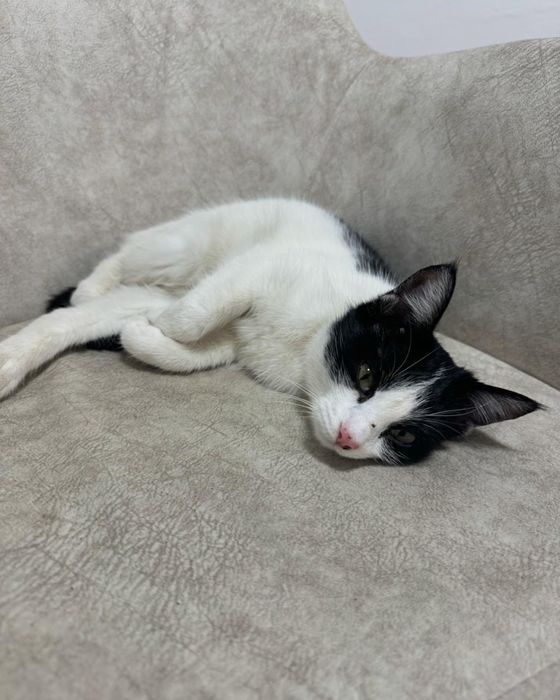 Котенок на добрые руки