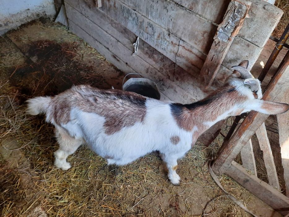 Альпий  ешкі буаз