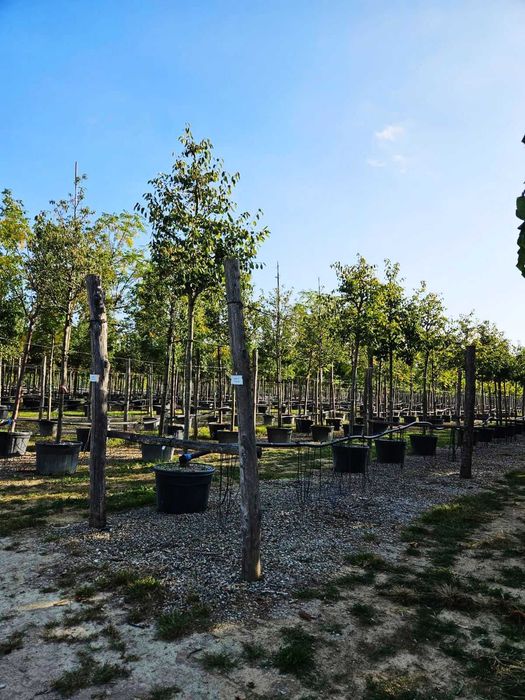 Plante Ornamentale Viguroase – Calitate Certificată