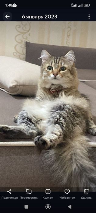 Кошка Сибирский с документами