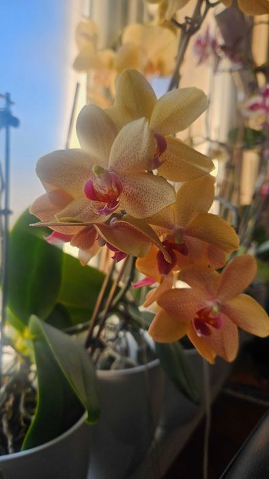 Продавам цветя от личната си колекция