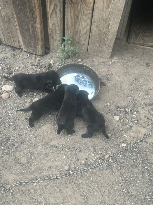 Отдам щенят в добрые руки