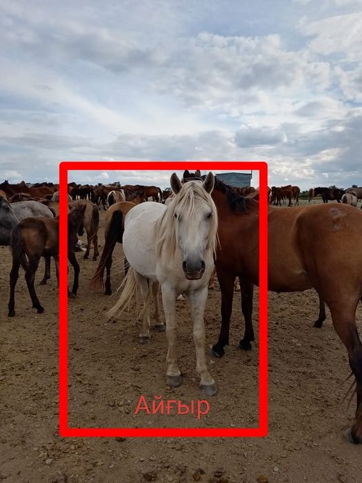 Айғыр сатылады. Продается жеребец.