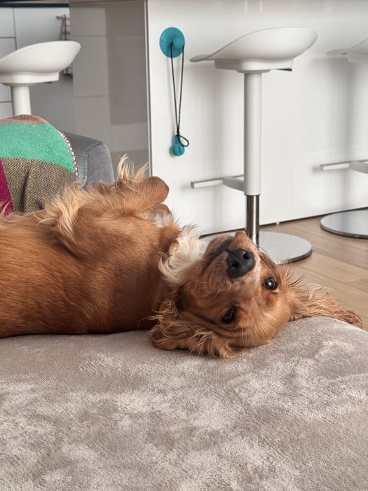 Кокер шпаньол на 10 месеца