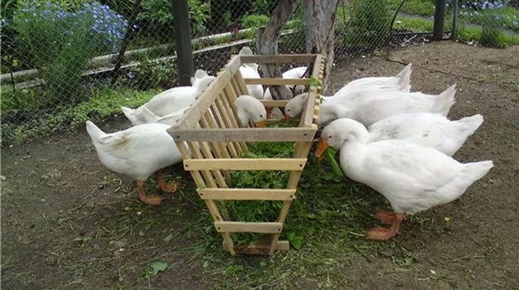 Продам гусей живьём или тушками.