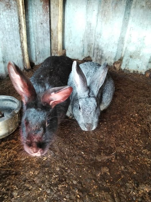 Продам кроликов 4
