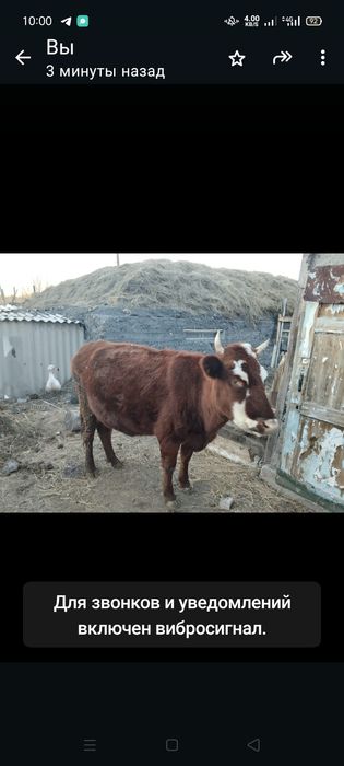 Карову продаю срочно