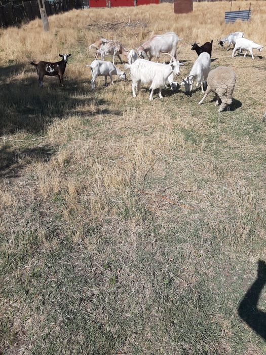 Vând capre / țap !