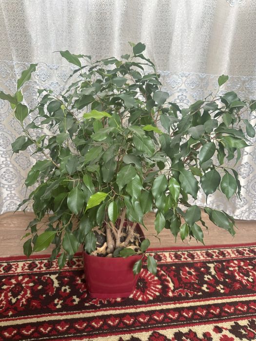 Цветы для дома