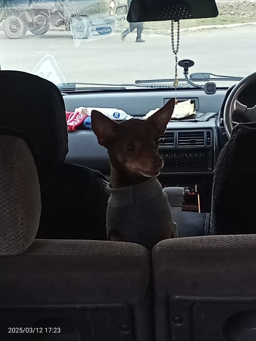 Ищем подругу ...