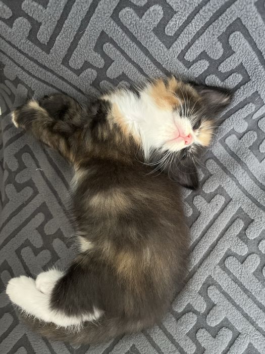 Котят девочки трхцветные