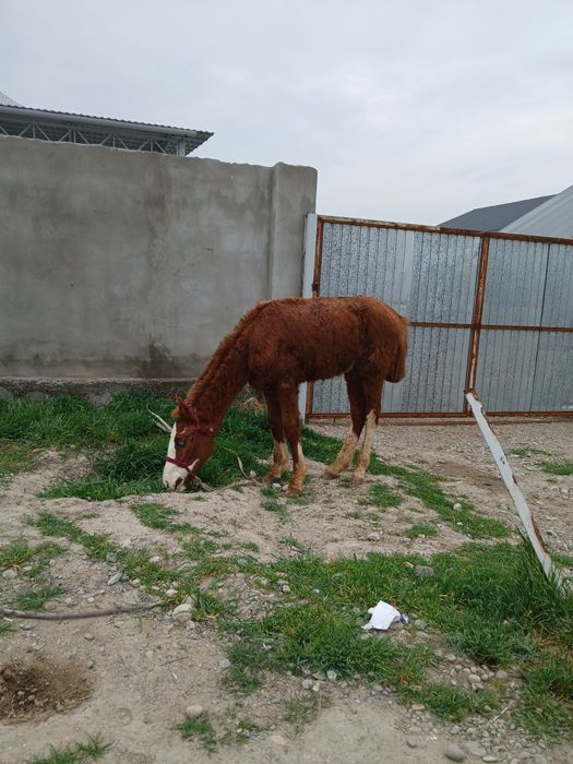 Тай мінгі жус айқы қолы сау