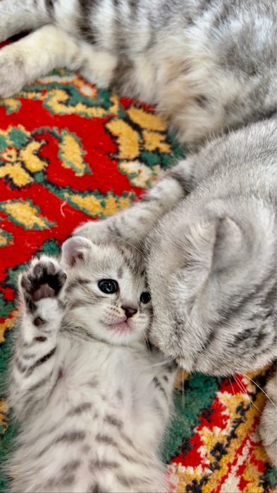 Продам котенка г. Актобе