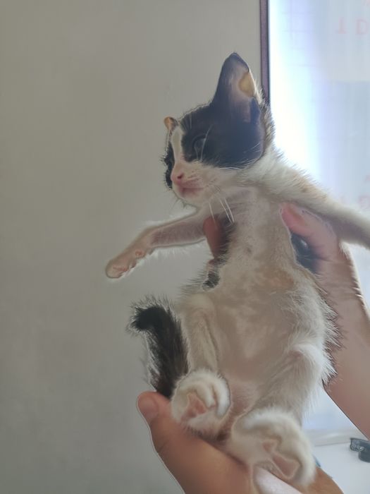 Отдам котят в хорошие руки