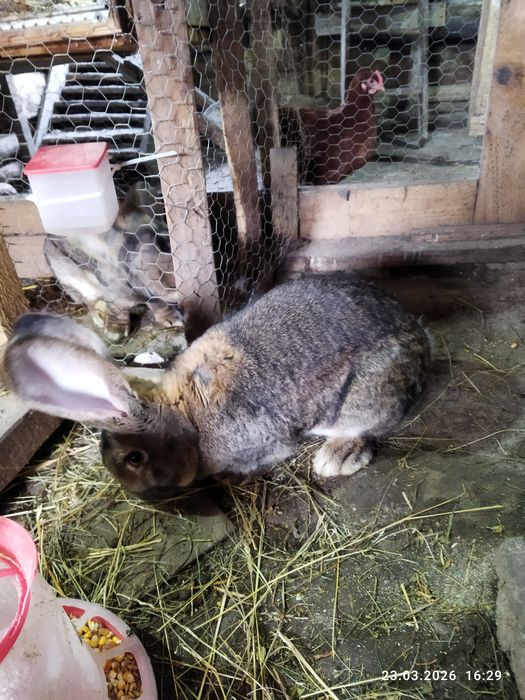 Mascul adult uriaș german, pui uriaș german