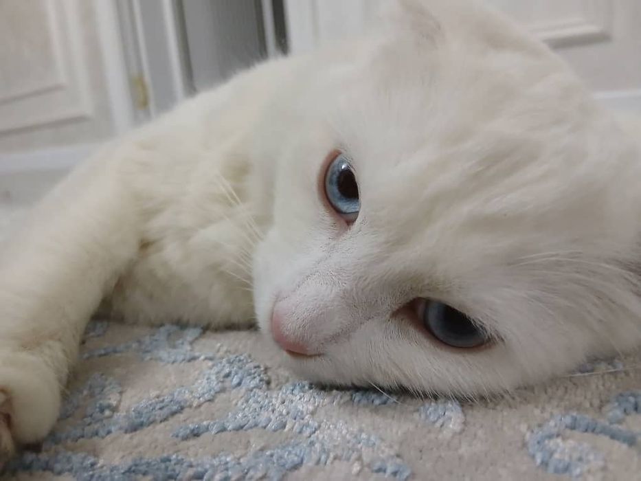 Котенок  породы  скотиш флод