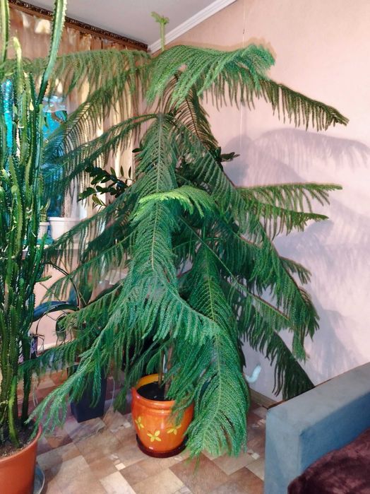 Араукария . Высота 180 см.