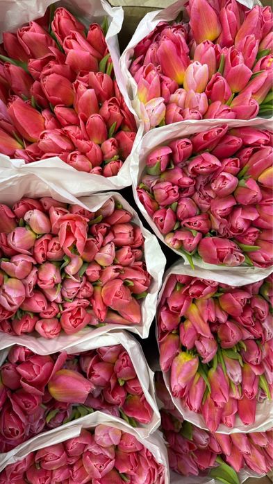 Свежие Тюльпаны оптом