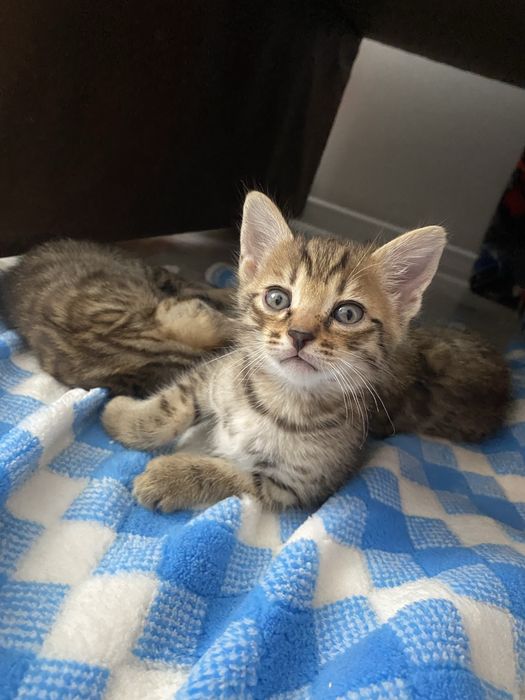 Котенок мальчик