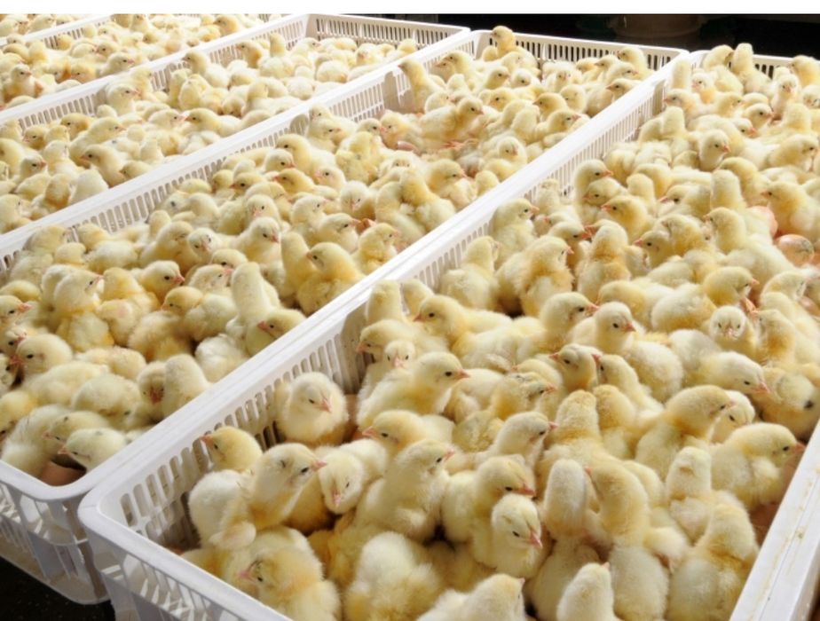 Хлорелла для птицеводство