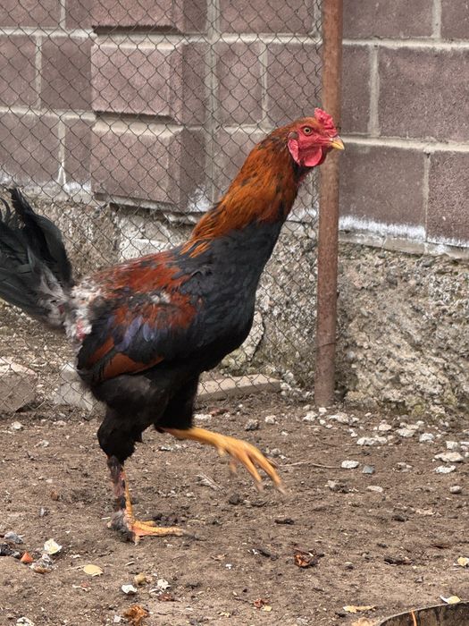 Петух, 10 месцев