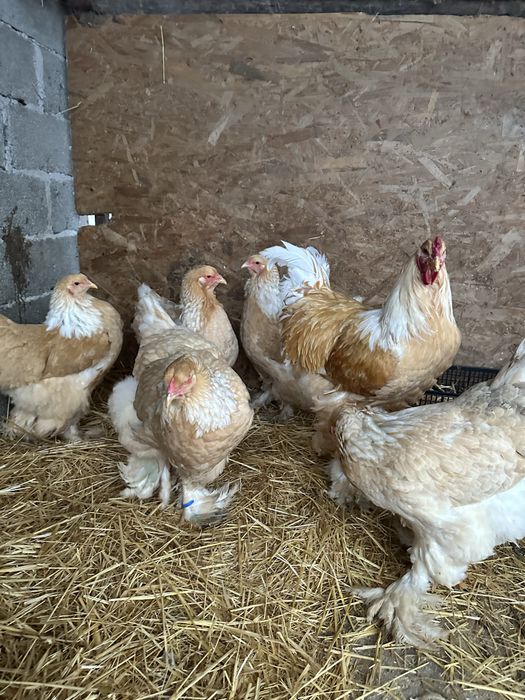Disponibila familie brahma lemon 5 gaini si un cocos