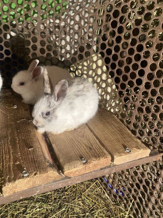 Продам декаротивных кроликов