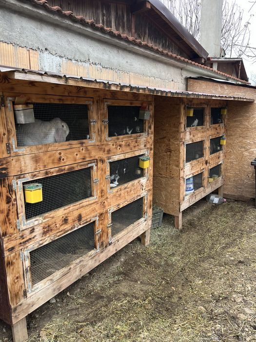 Iepuri berbec german