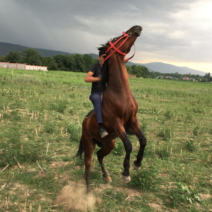 Продам жеребцааа