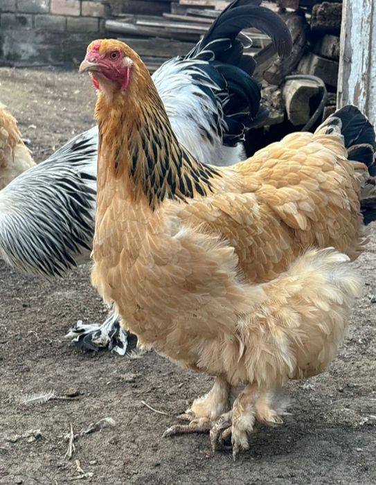 Продам инкубационные яйца.