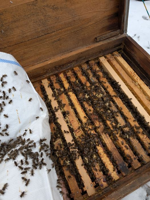 Vand 70 familii de albine