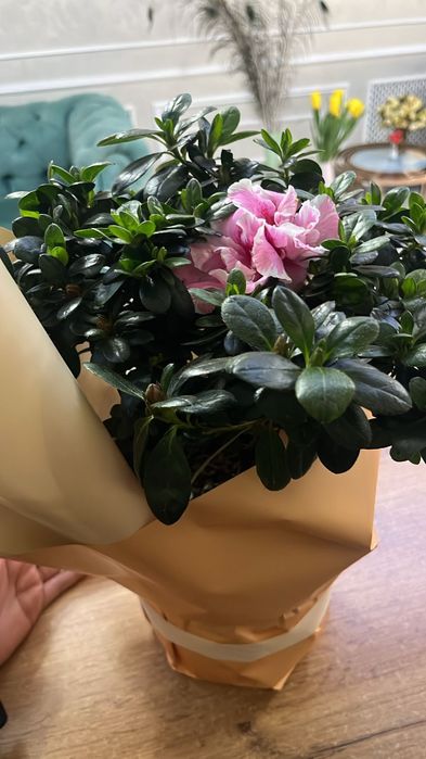 Азалия сатылымда