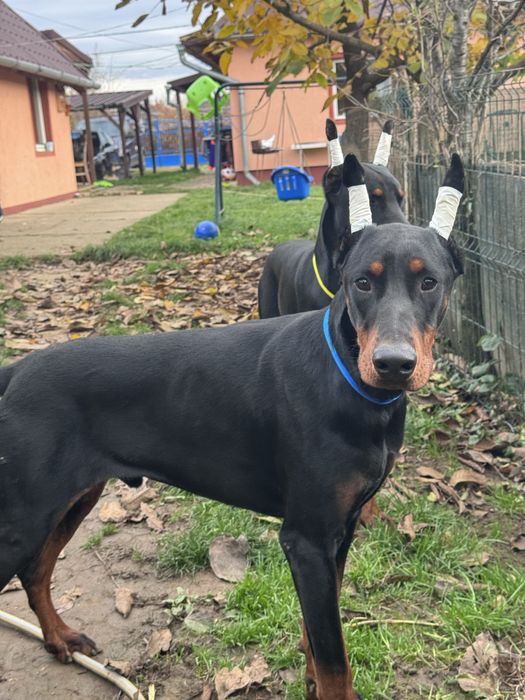 Cățeluș Doberman 11 luni