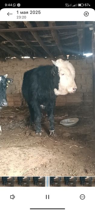 Дау огиз Шиелде 3 жасар