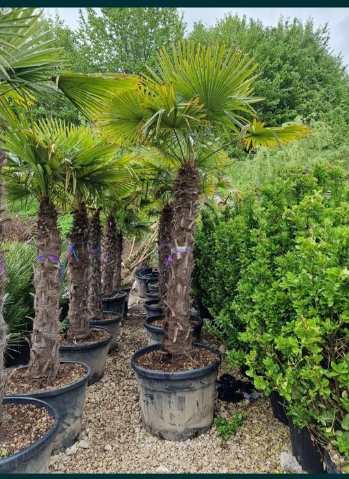 Vând palmieri trachycarpus fortunei rezistenți la îngheț