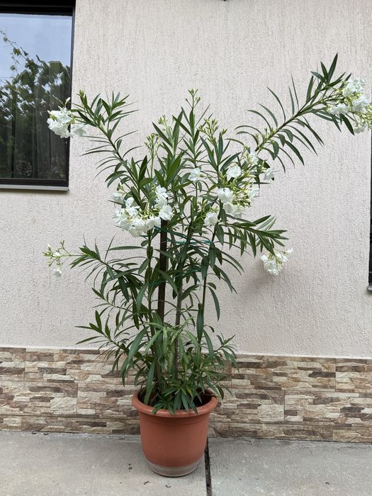 Leandri ornamentali ~1.9m albi si roz ,foarte infloriti cu ghiveci