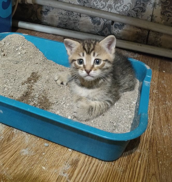 Отдам в добрые руки