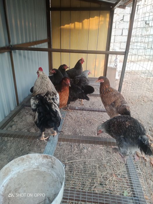 Тауық сатылады үйдың