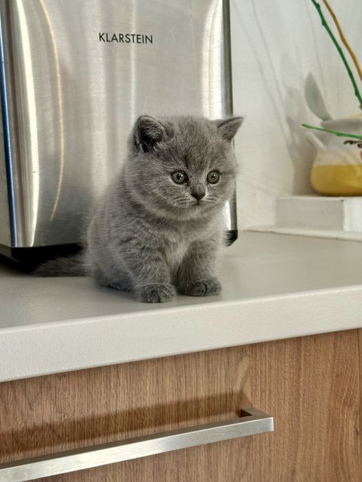 Мъжко синьо британско коте