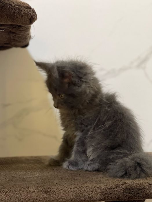 Мейн Кун котик