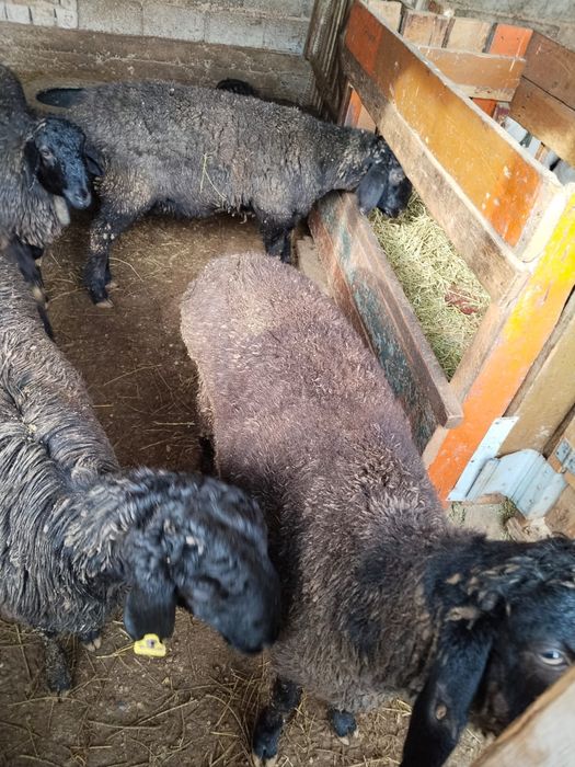 Қошқарлар сатылады