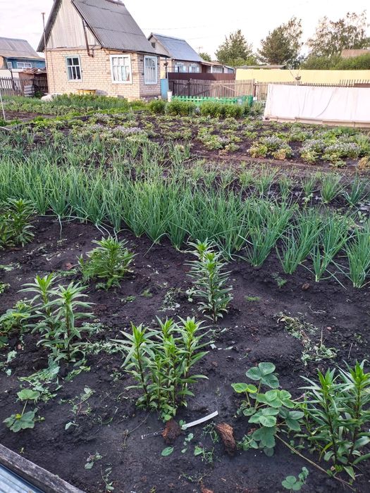 Продам дачу в обществе Ромашка