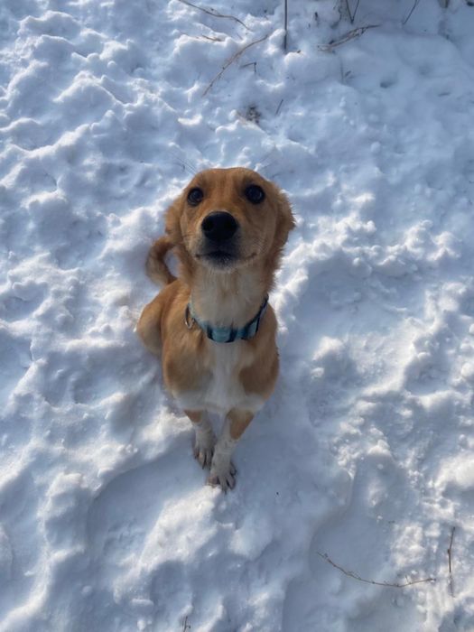 Отдадим щенков в хорошие руки