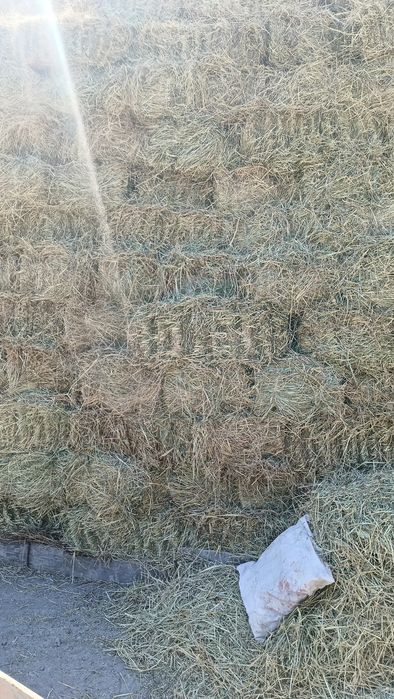 Продам сено суданка