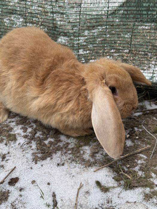 Vand iepurasi urias german