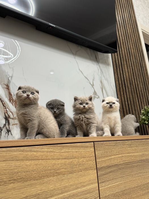 Scottish Fold zotli mushukchalar